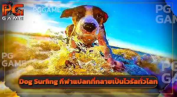 Dog Surfing มาจากประเทศอะไร
