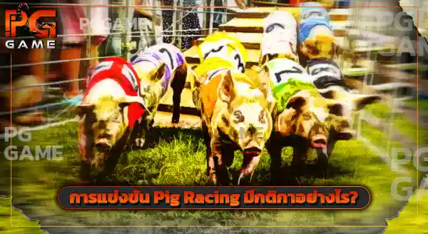 Pig Racing คือกีฬาอะไร