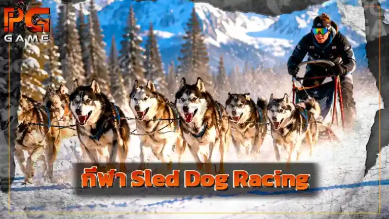 กีฬา Sled Dog Racing